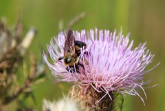 Xylocopa virginica krombeini