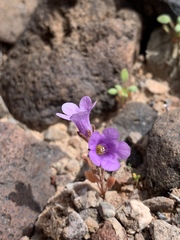 Phacelia pulchella gooddingii