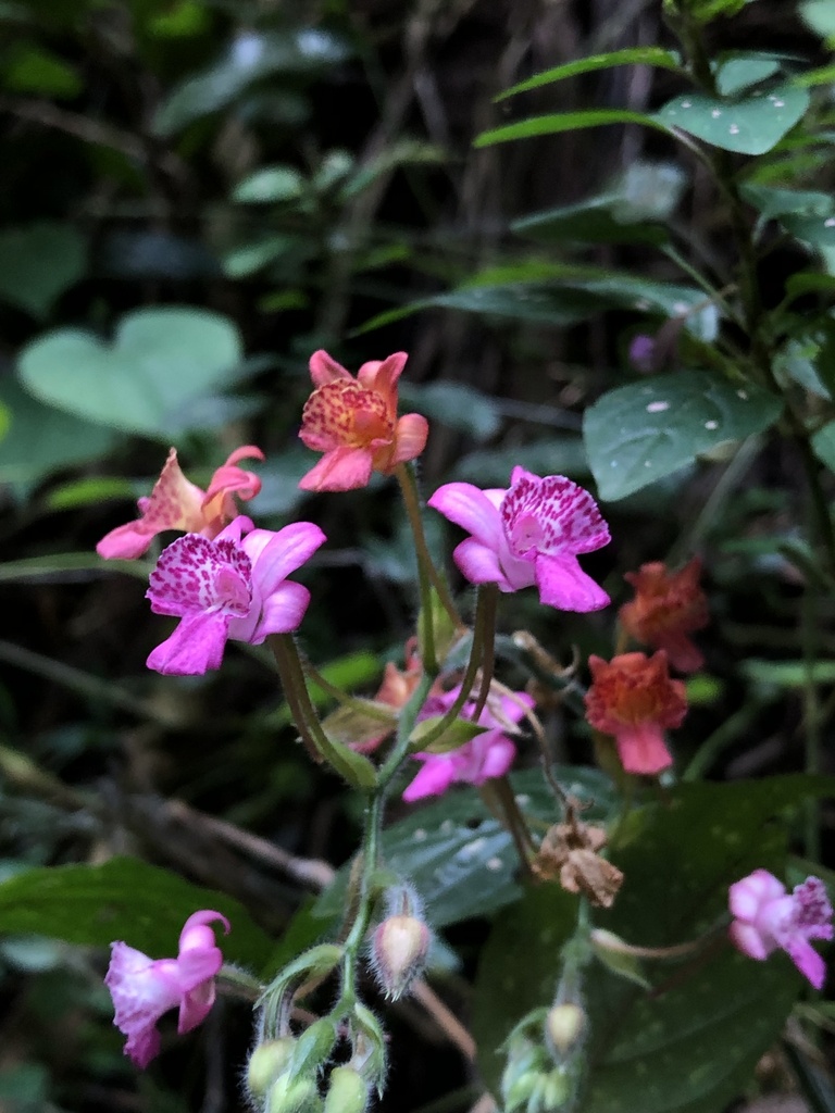 Calanthe cardioglossa
