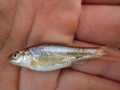Notropis braytoni