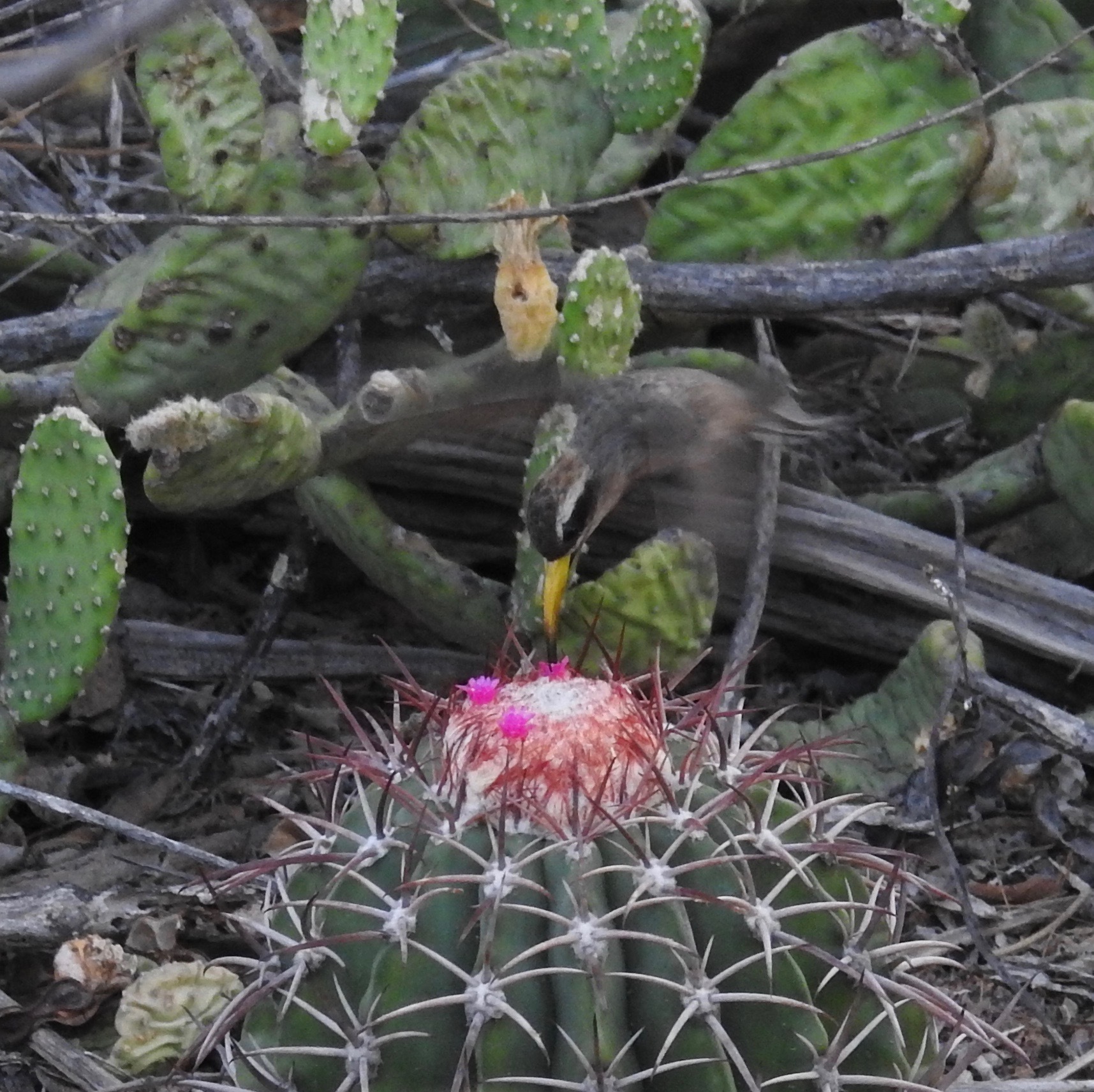 Broad-tipped Hermit (Anopetia gounellei), photo 2