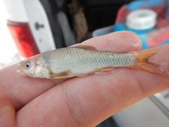 Cyprinella proserpina