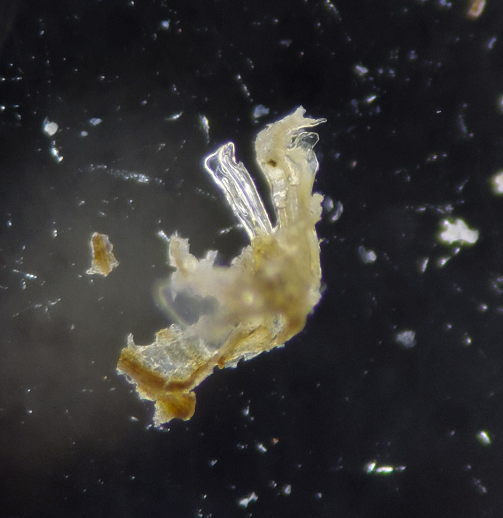Cleidogona fustis