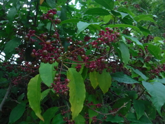 Trichostigma octandrum