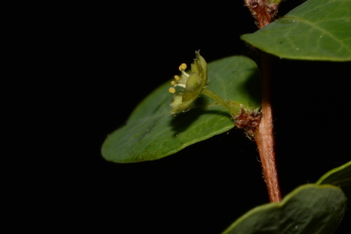 Image of Phyllanthopsis phyllanthoides by (c) Brian Finzel, some rights reserved (CC BY-SA)