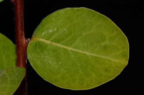 Image of Phyllanthopsis phyllanthoides by (c) Brian Finzel, some rights reserved (CC BY-SA)