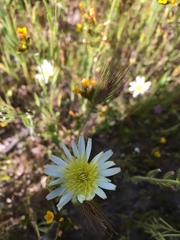 Malacothrix coulteri