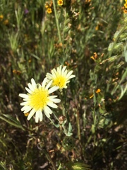 Malacothrix coulteri