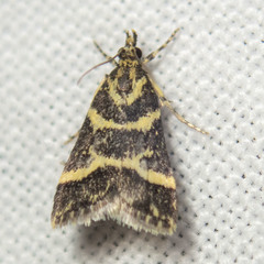 Scoparia spelaea