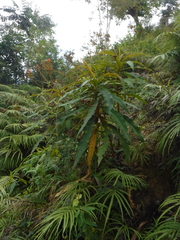 Rhytidophyllum