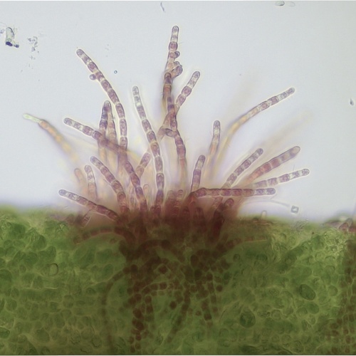 Representative image of Acrochaetium