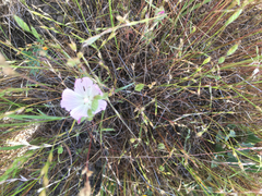 Sidalcea diploscypha