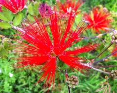 Calliandra tweediei