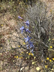 Delphinium parryi