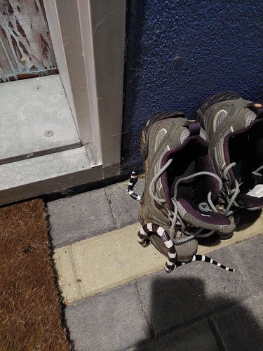 Eastern Bandy Bandy sighting