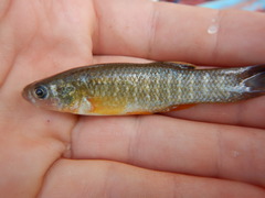 Fundulus grandis