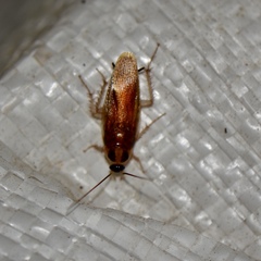 Ischnoptera bilunata