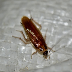 Ischnoptera bilunata