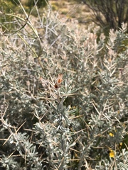 Tetradymia stenolepis