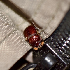 Eucanthus lazarus