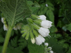 Symphytum orientale