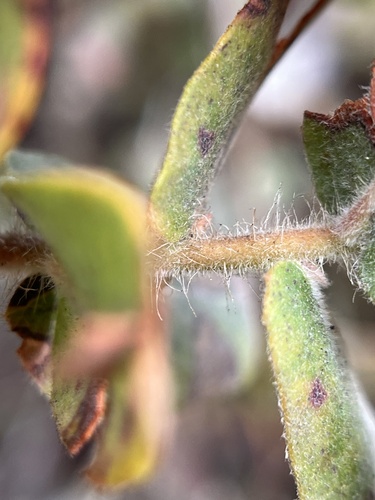 Image of Arctostaphylos pajaroensis by (c) harrier, some rights reserved (CC BY)