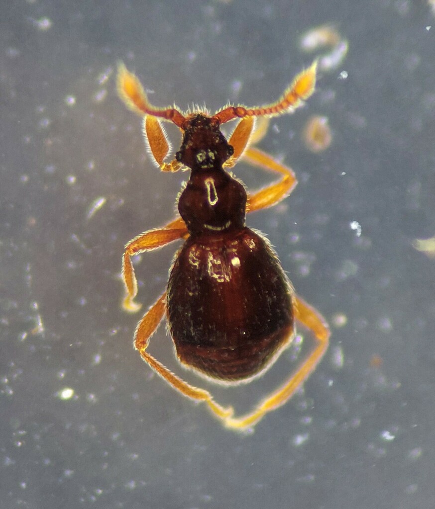 Machaerodes carinatus