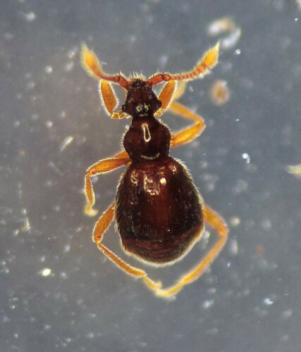 Machaerodes carinatus