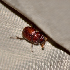Eucanthus lazarus