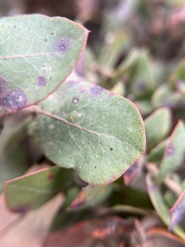 Image of Arctostaphylos pajaroensis by (c) harrier, some rights reserved (CC BY)