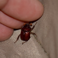 Eucanthus lazarus