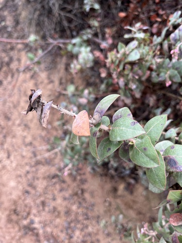 Image of Arctostaphylos pajaroensis by (c) harrier, some rights reserved (CC BY)
