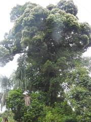 Aldina heterophylla