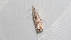 Strepsicrates ejectana