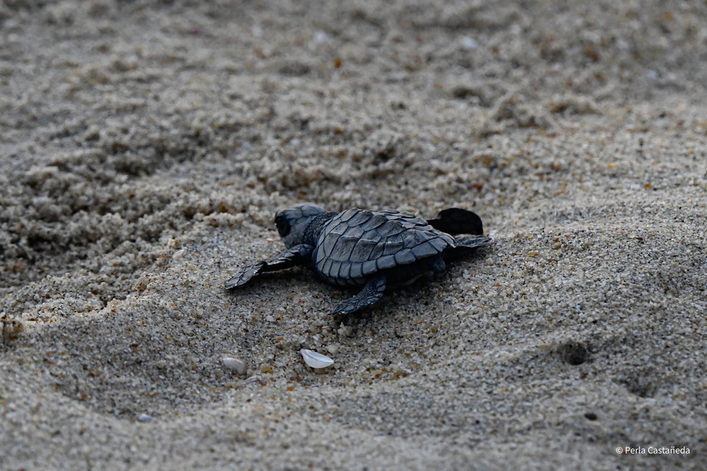 Olive Ridley Sea Turtle in December 2023 by Perla Castañeda · iNaturalist