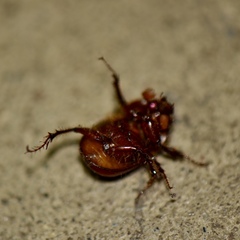 Eucanthus lazarus