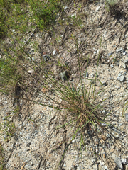 Elymus glaucus glaucus