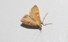 Mnesictena flavidalis