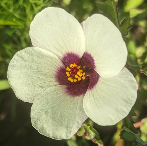 Hibiscus tridactylites