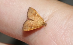 Mnesictena flavidalis