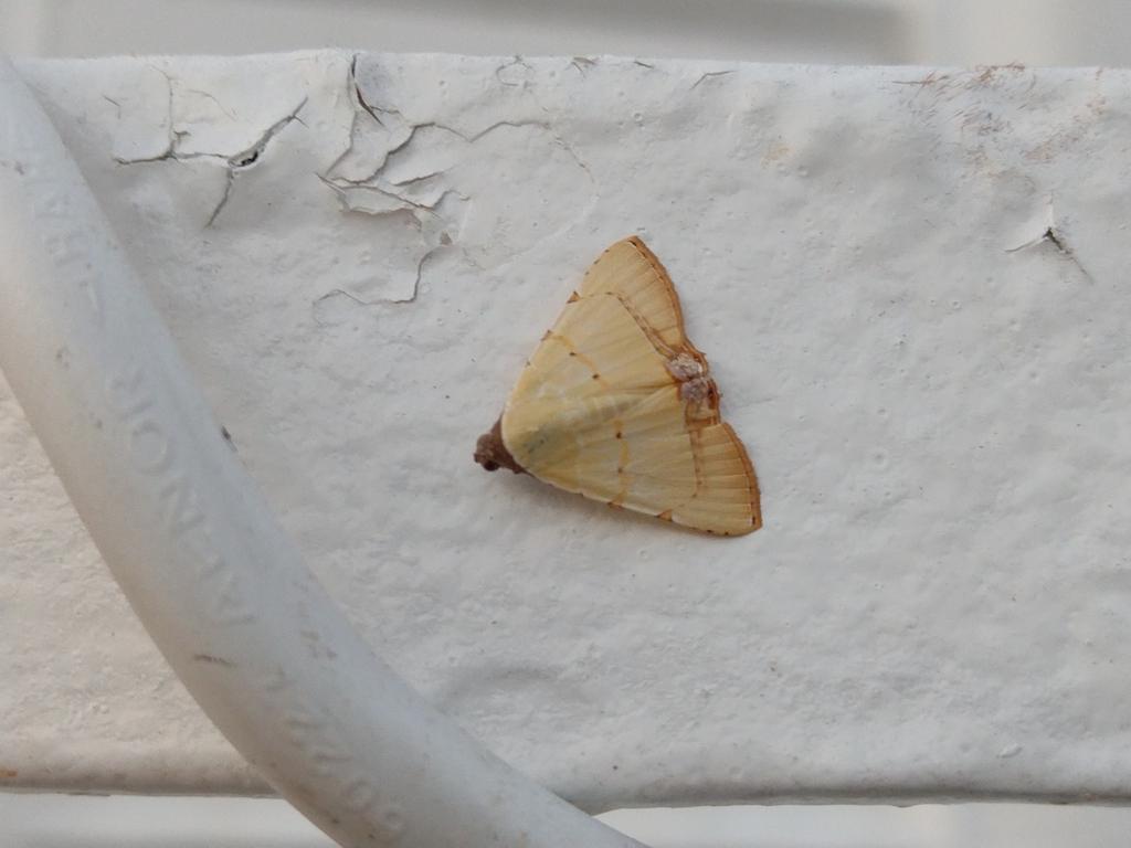 Eulepidotis micca