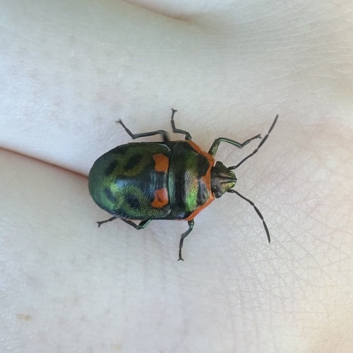 Metallic Shield Bug photo 2