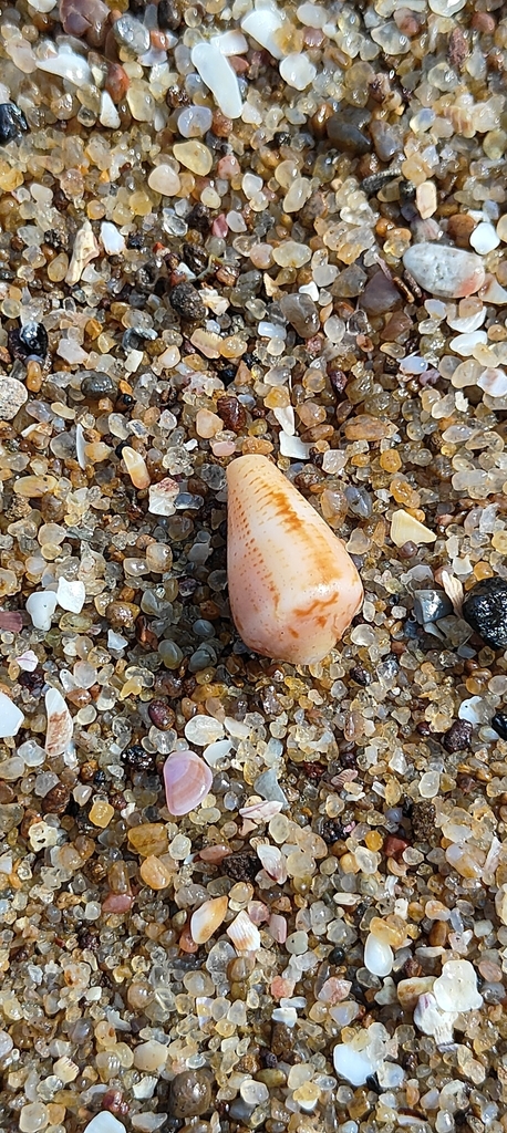 Bilious Cone from Kapuluppada, Andhra Pradesh, India on December 27 ...