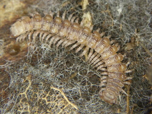 Common Flat-backed Millipede photo 6