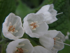 Symphytum orientale