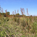 Jamaica Swamp Sawgrass - Photo (c) jlloyd, some rights reserved (CC BY-NC), uploaded by jlloyd