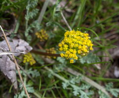 Cymopterus longipes