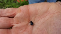 Chrysolina auripennis