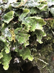 Peltigera britannica