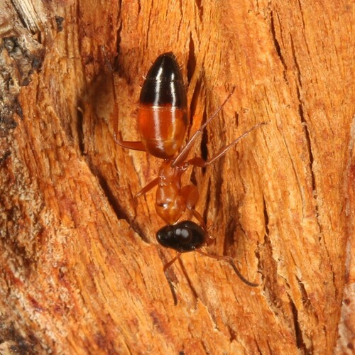 Photo of black-headed strobe ant (Opisthopsis rufithorax)